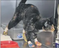  ??  ?? An abandoned domestic shorthair kitten is shown at the Look Ahead Veterinary Clinic Veterinari­an in Oroville with bandages on its feet fromburns it received at the North Complex Fire.