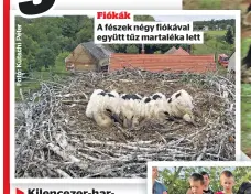  ?? ?? Fiókák