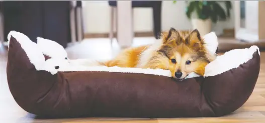  ?? PHOTOS: GETTY IMAGES/ISTOCKPHOT­O ?? Dog beds with removable covers make cleaning much easier and help keep problems with animal odours at bay.