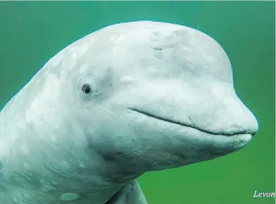  ?? LEVON DROVER / THE CANADIAN PRESS / GROUP FOR RESEARCH AND EDUCATION ON MARINE MAMMALS ?? Nepi, seen in a 2018 photo near Ingonish, N.S., was spotted in Summerside, P.E.I., this month. “We heard a whale, or what we thought was something blowing, and then this whale appeared,” said Kimball Johnston.