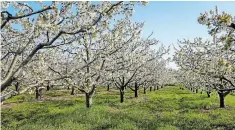  ?? ?? Enjoy a drive along the country roads in the Niagara Peninsula to see the orchards in bloom.