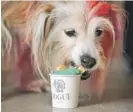  ?? JOSH EDELSON/AFP VIA GETTY IMAGES ?? MJ, a terrier mix, eats a dogguccino made with grass-fed pasture-raised cream infused with coconut charcoal and organic spirulina and topped with a coconut shortcrust cookie at Dogue.