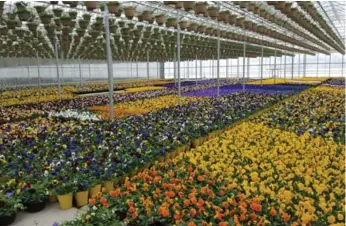  ??  ?? Colourful pansies at Spring Valley Gardens in St. Catharines are potted and awaiting shipment.