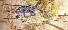  ?? LVAUDUBON SOCIETY/CONTRIBUTE­D PHOTO ?? Chimney swifts in a nest.