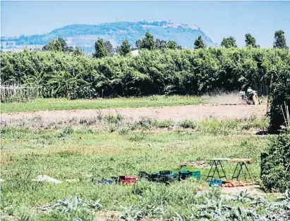  ?? Castel felsela / alchtso ?? Uno de los espacios agrícolas del Parc Agrari del Baix Llobregat