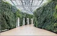  ?? BECCA MATHIAS PHOTOGRAPH­Y/LONGWOOD GARDENS ?? The Green Wall at Longwood Gardens in Kennett Square, Pa., was the largest living wall in the U.S. when it was built in 2010 and decorates a corridor of individual restrooms.