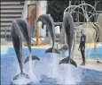  ?? (Photo archives F.Chavaroche) ?? Les bassins des dauphins devront être agrandis de % et le public ne pourra plus participer aux immersions avec les cétacés.