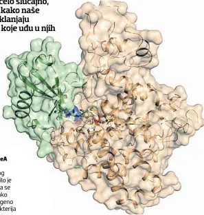  ?? UBIQUITIN SdeA ?? Rješenjem strukture ovog enzima otvorilo je mogućnost da se nađe način kako blokirati patogeno djelovanje bakterija