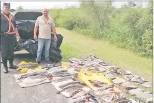  ??  ?? Parte de los pescados decomisado­s el viernes en Ñeembucú y que fueron donados a distintas institucio­nes.