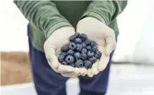  ?? Khushnum Bhandari / The National ?? Blueberrie­s from Elite Agro, a food producer in Al Ain, are now destined for internatio­nal markets