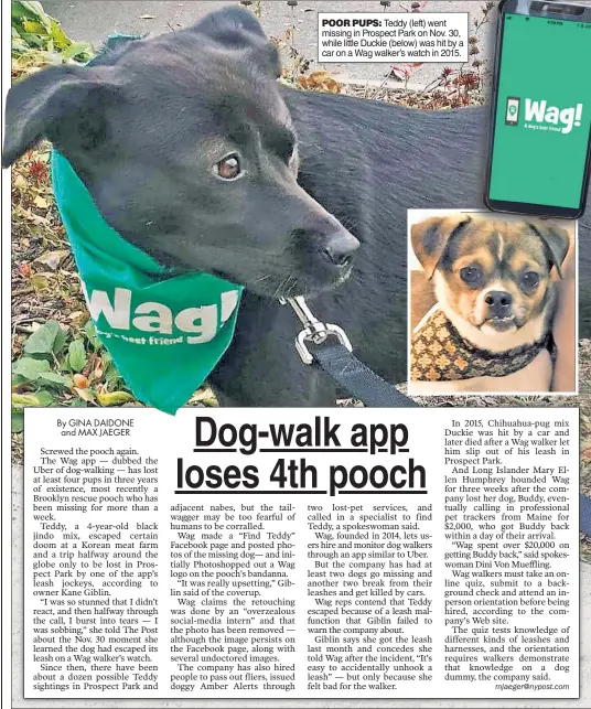  ??  ?? POOR PUPS: Teddy (left) went missing in Prospect Park on Nov. 30, while little Duckie (below) was hit by a car on a Wag walker’s watch in 2015.