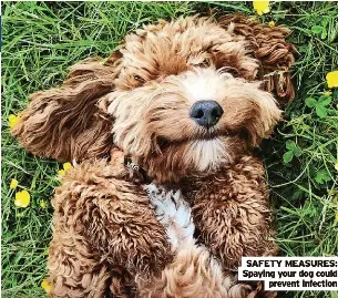 Could womb risk kill dog? - PressReader