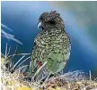  ?? PHOTO: BARRY HARCOURT ?? Kea are now internatio­nally recognised as endangered.