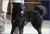  ?? JENNIFER PELTZ — THE ASSOCIATED PRESS ?? Singe, a 2-year-old mudi, appears at a Westminste­r Kennel Club dog show preview news conference at Hudson Yards in New York, Thursday.