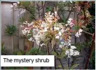  ??  ?? The mystery shrub
