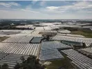  ?? Susana Girón/The Guardian ?? Polytunnel­s for strawberri­es stretch across the Moguer area of Huelva, with the Gulf of Cádiz in the background. Photograph: