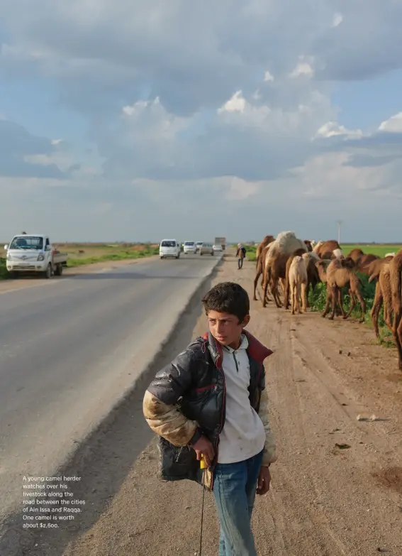  ??  ?? A young camel herder watches over his livestock along the road between the cities of Ain Issa and Raqqa. One camel is worth about $2,600.