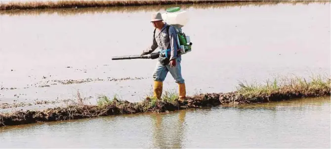  ?? [FOTO MANIMARAN/BH] ?? Proses menabur benih padi di lot kawasan sawah padi. Foto kanan, jentera membajak sawah menggunaka­n separa rantai yang digunakan lebih stabil berbanding jentera beroda.