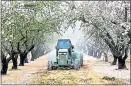  ?? MARCUS YAM — LOS ANGELES TIMES ?? A farmworker drives a truck that sprays and fans out herbicide on an almond tree farm in Modesto.