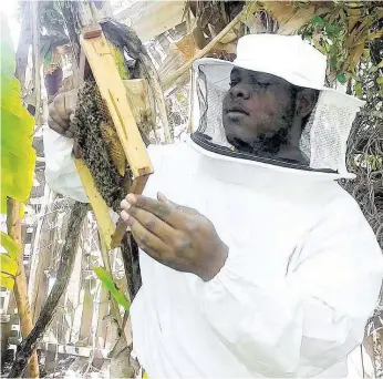  ??  ?? Beekeeper Adrian Watson at work.