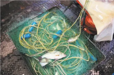  ?? James MacDonald / Bloomberg ?? Gill nets set out to catch one type of fish, like this one on Lake Erie in Ontario, often ensnare other sea life.