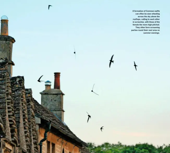  ??  ?? A formation of Common swifts can often be seen wheeling across the sky above the rooftops, calling to each other in screeches, with those of the female the more high-pitched. They often form screaming parties round their nest area on summer evenings.