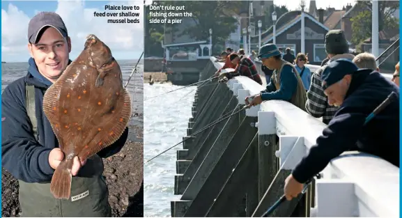  ??  ?? Plaice love to feed over shallow mussel beds Don’t rule out fishing down the side of a pier