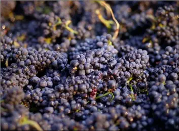  ??  ?? In this Aug. 29, 2014 file photo, Pinot Noir grapes just picked are shown in a bin in Napa, Calif. California regulators say they’re tightening the rules on a pesticide popular with farmers over new health concerns. The California Environmen­tal...