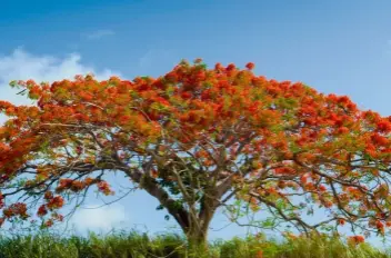  ??  ?? Flamboyant en pleine floraison, sur l’île de Basse-Terre, en Guadeloupe.