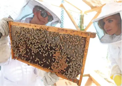  ?? Photo by Dhes Handumon ?? A visitor checks one of the beehive boards at The Sustainabl­e City in Dubai, on Wednesday. —