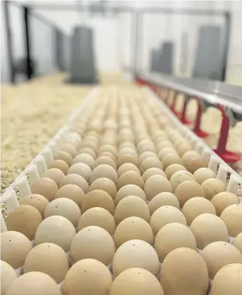  ??  ?? Les oeufs en fin d’incubation, soit au jour 18, sont transférés directemen­t au poulailler afin de permettre au poussin d’éclore dans un environnem­ent idéal.