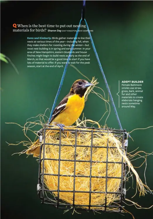  ??  ?? Female Baltimore orioles use straw, grass, bark, animal fur and other materials to create elaborate hanging nests sometime around May. ADEPT BUILDER