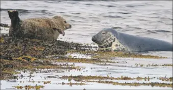  ?? Photograph: Dr Monica Arso Civil. ?? Harbour and grey seal.