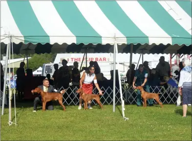  ?? LAUREN HALLIGAN-MEDIANEWS GROUP ?? An all-breed dog show is held at the Saratoga County Fairground­s in Ballston Spa.