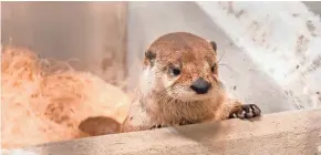  ?? MILWAUKEE COUNTY ZOO ?? One of the Milwaukee County Zoo's three new North American river otters peers out of her holding area while on quarantine after arriving from another zoo six weeks ago. Three 1-year-old female river otters will be on display at the zoo's new Otter...