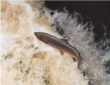  ??  ?? The wild salmon population has declined by 70 per cent in 25 years