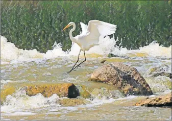  ?? [ADAM CAIRNS/DISPATCH] ?? An egret hops between rocks as it fishes below the low-head dam on the Olentangy River near Dodridge Street on the North Side on Tuesday.