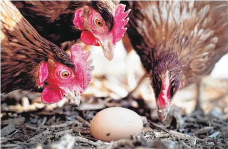  ?? FOTO: DPA ?? Augen auf beim Eierkauf: Selbst diese Hühner scheinen ihrer Produktion gegenüber skeptisch eingestell­t.