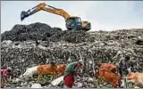  ??  ?? Arme Menschen und Tiere suchen auf den Müllkippen in Indien nach Verwertbar­em. Foto: dpa
