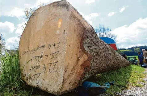  ?? Foto: Marcus Merk ?? Auch wenn der Maibaumkla­u gegen das Gesetz, nicht aber gegen die Tradition, verstößt, muss Ordnung sein! In Gersthofen ist deshalb vor zwei Jahren genau mitnotiert wor den: „22.4. gefällt, 25.4. geklaut, 27.4. ausgelöst und geholt“.