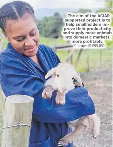  ?? Picture: SUPPLIED ?? The aim of the ACIARsuppo­rted project is to help smallholde­rs improve their productivi­ty and supply more animals into domestic markets, more profitably.