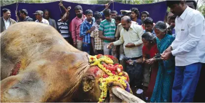  ?? —AP ?? BANGALORE, India: In this Friday, Dec 9, 2016 photo, villagers and others offer prayers next to the carcass of a male Asiatic elephant, known as Sidda, after he died of his injuries, in Dabbagali village, outskirts of Bangalore, India.