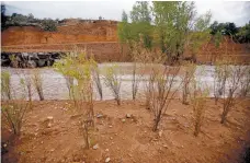  ?? LUIS SÁNCHEZ SATURNO/NEW MEXICAN FILE PHOTO ?? Willows and cottonwood trees were planted earlier this year on the banks of the Santa Fe River between Frenchy’s Park and Siler Road, but a storm wiped them out in July.