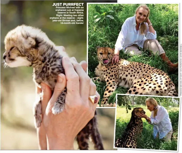  ??  ?? JUST PURRFECT Princess Michael with an orphaned cub at Kapama reserve in South Africa. Right: Meeting two other orphans at the reserve – eightyear-old Birman and, below, 18-month-old Xander