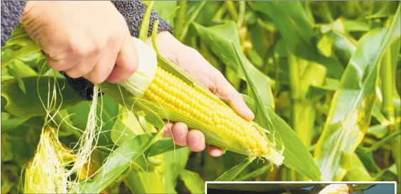  ?? PICTURES / SUPPLIED ?? Corn grows easily in Whanganui. The variety Tender Sweet is recommende­d.