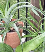  ?? JAN RIGGENBACH ?? Frost-tender pineapple, ginger and turmeric plants will soon move indoors for protection from the coming cold.