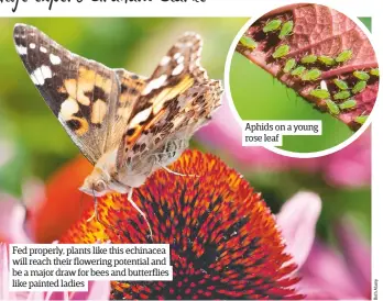  ??  ?? Fed properly, plants like this echinacea will reach their flowering potential and be a major draw for bees and butterflie­s like painted ladies Aphids on a young rose leaf