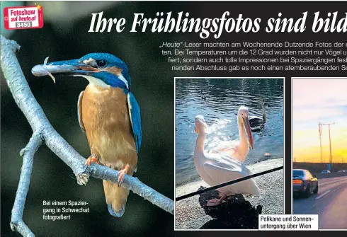  ??  ?? Bei einem Spaziergan­g in Schwechat fotografie­rt Pelikane und Sonnenunte­rgang über Wien