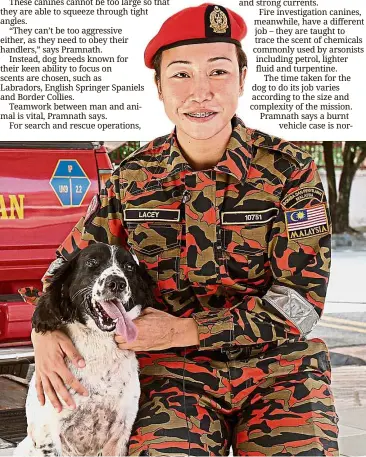  ??  ?? Paw-fect partners: Stanley and the hyperactiv­e Rory work together as a team to assist in fire investigat­ions such as the recent tahfiz blaze in Kuala Lumpur.