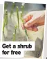  ?? ?? Get a shrub for free